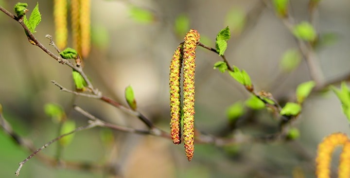 Breza bradavičnatá, samčie kvety (jahňady) a samičie kvety (apríl)