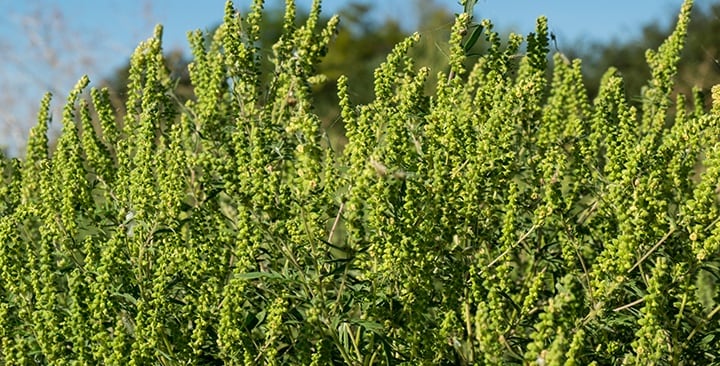 Ambrózia (koniec augusta)