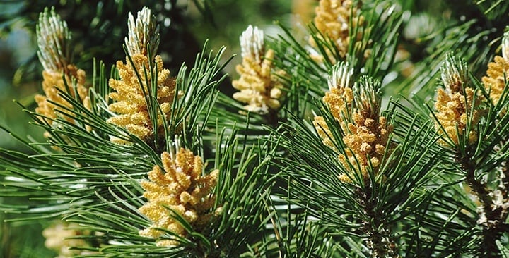 Borovica horská s kvitnúcimi samčími kvetmi (máj)