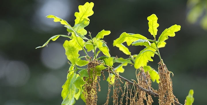 Kvety dubu zimného (máj)