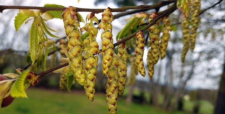 Kvety hrabu (koniec mája)