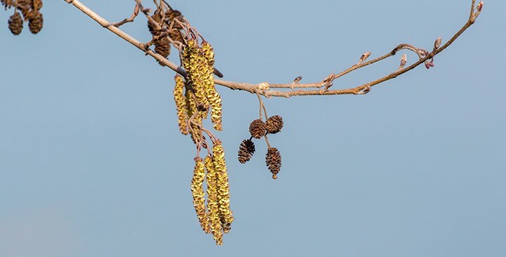 Kvitnúca jelša (marec)