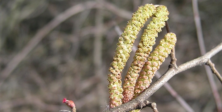 Kvitnúca lieska (február)