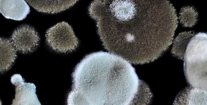 Mikroskopické plesne