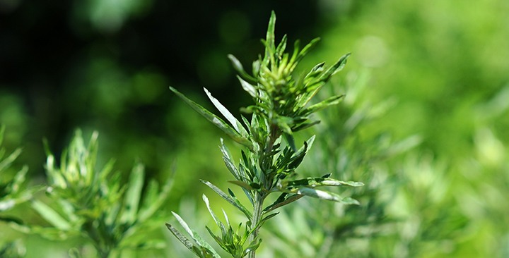 Palina obyčajná (august)