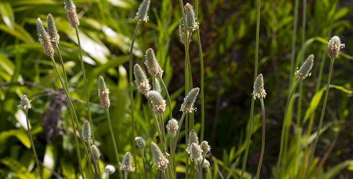 Kvitnúci skorocel kopijovitý (jún)