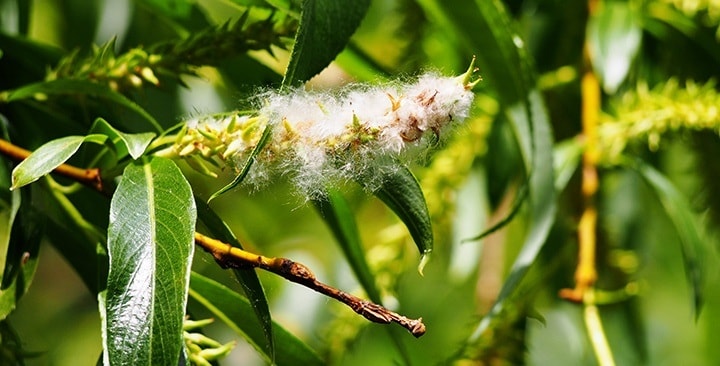Tobolky topoľa bieleho s páperím (jún)