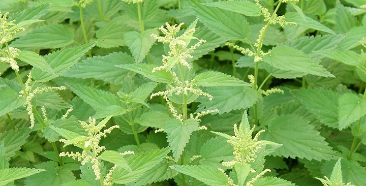 Kvitnúca žihľava (júl)